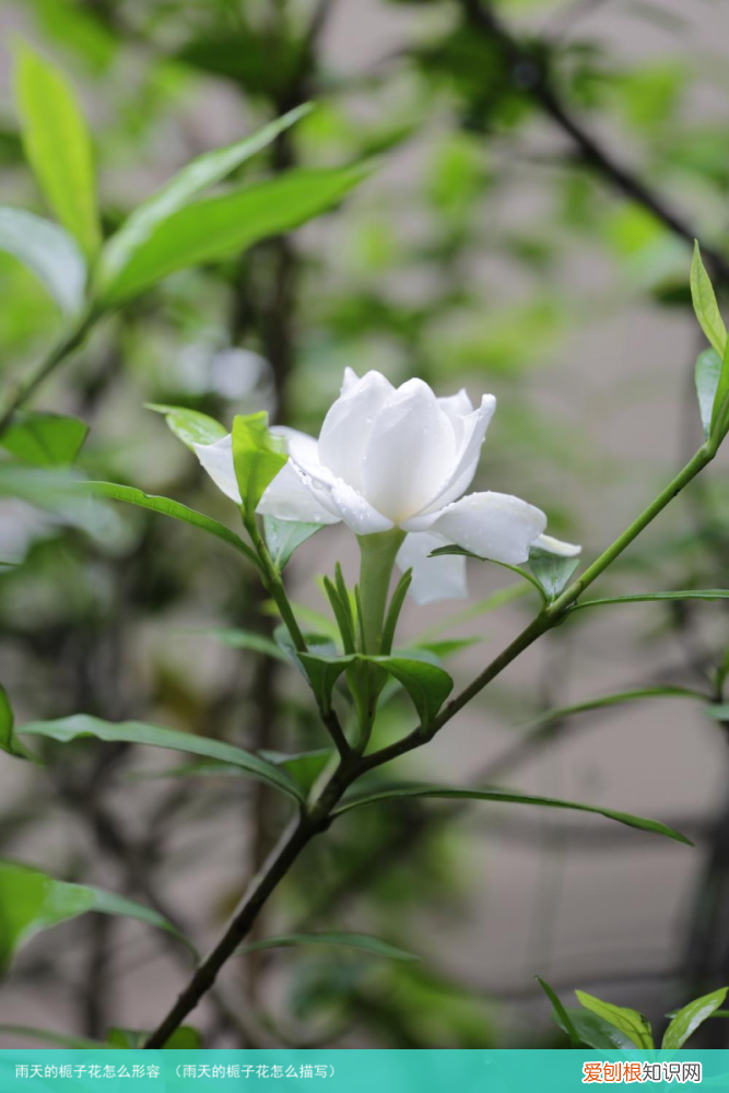 雨天的栀子花怎么描写 雨天的栀子花怎么形容