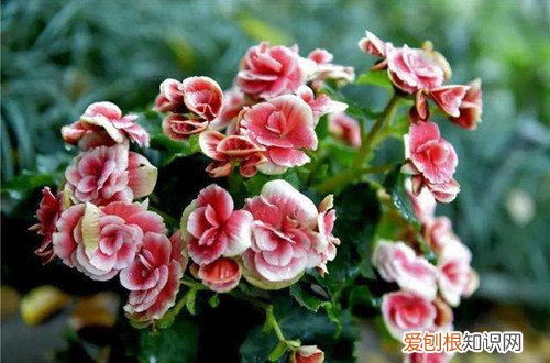 丽格海棠开完花怎么养过冬 丽格海棠开完花后要怎么处理？做好了，还可以二次开花！