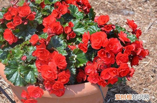 丽格海棠开完花怎么养过冬 丽格海棠开完花后要怎么处理？做好了，还可以二次开花！