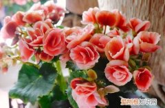丽格海棠开完花怎么养过冬 丽格海棠开完花后要怎么处理？做好了，还可以二次开花！