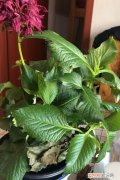 大丽花如何浇水 大丽花怎么浇水？了解这些方法，就浇水不怕多了！