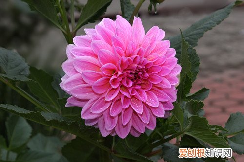 大丽花如何浇水 大丽花怎么浇水？了解这些方法，就浇水不怕多了！