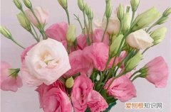 洋桔梗水养技巧 洋桔梗怎么浇水才能长得好！