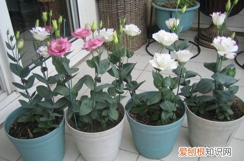 洋桔梗水养技巧 洋桔梗怎么浇水才能长得好！