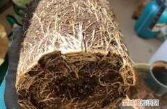 绣球花什么季节换盆怎样换 绣球花换盆是不是需要修根呢？直接换好，还是切掉一部分呢？