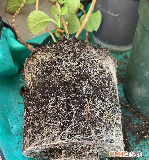 绣球花什么季节换盆怎样换 绣球花换盆是不是需要修根呢？直接换好，还是切掉一部分呢？