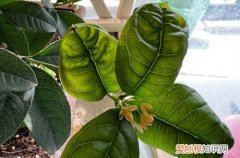 桂花叶片发皱 桂花新叶片皱皱巴巴怎么回事？怎么救？