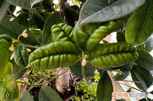桂花叶片发皱 桂花新叶片皱皱巴巴怎么回事？怎么救？
