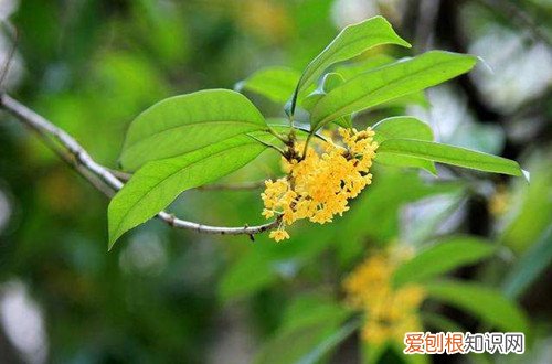 桂花叶片发皱 桂花新叶片皱皱巴巴怎么回事？怎么救？