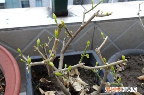 茉莉春天怎么修剪才能开花 茉莉花能在初春剪枝吗？能不能修剪，看温度！