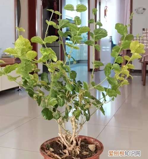 茉莉春天怎么修剪才能开花 茉莉花能在初春剪枝吗？能不能修剪，看温度！
