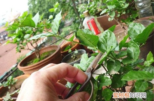 茉莉春天怎么修剪才能开花 茉莉花能在初春剪枝吗？能不能修剪，看温度！