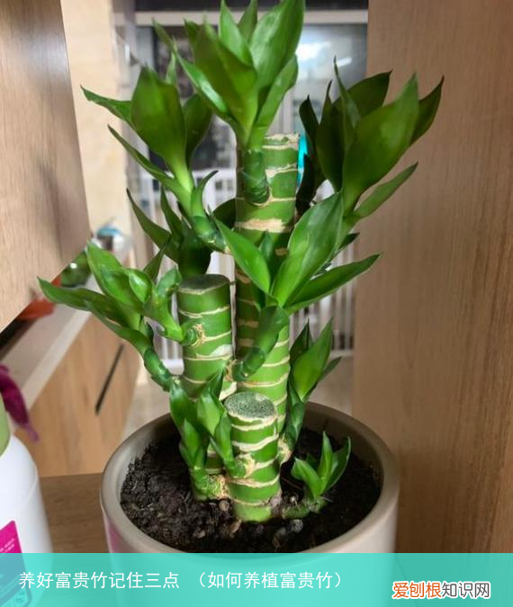 如何养植富贵竹 养好富贵竹记住三点