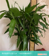 如何养植富贵竹 养好富贵竹记住三点