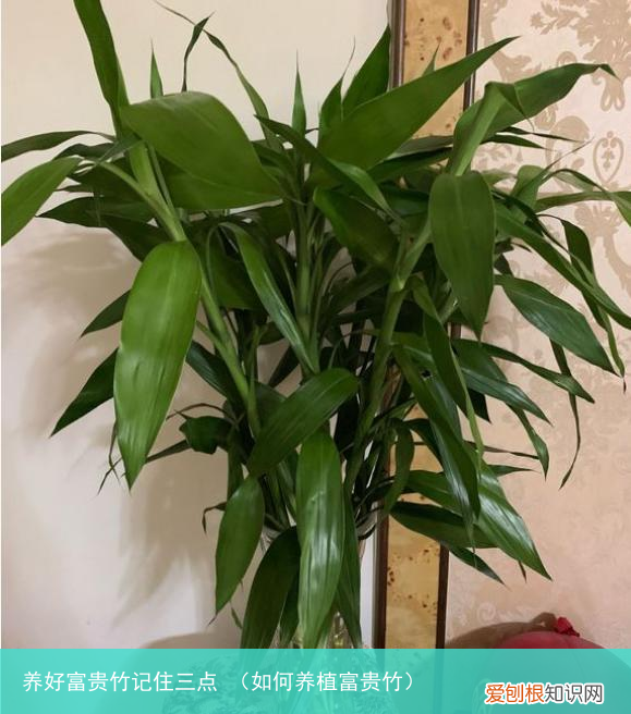 如何养植富贵竹 养好富贵竹记住三点