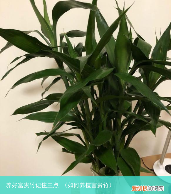 如何养植富贵竹 养好富贵竹记住三点