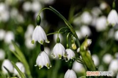 雪片莲开花 雪片莲早春中间有花蕾正常吗？需要注意什么？