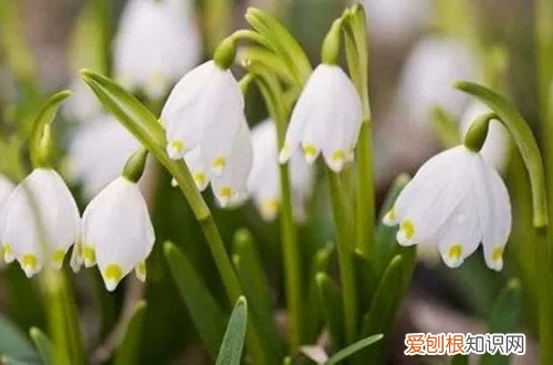雪片莲开花 雪片莲早春中间有花蕾正常吗？需要注意什么？