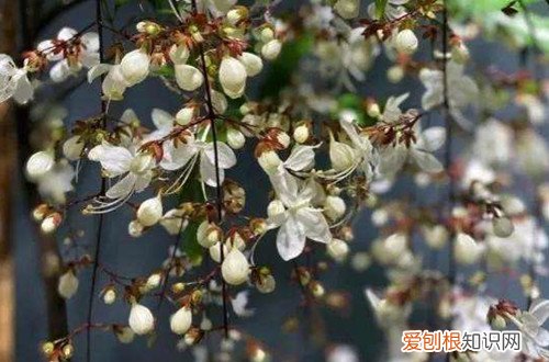 垂丝茉莉开花时间 垂丝茉莉几月开花？怎么养才能多开花？