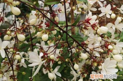 垂丝茉莉开花时间 垂丝茉莉几月开花？怎么养才能多开花？