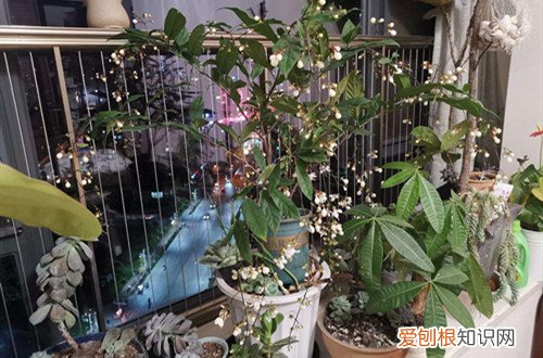 垂丝茉莉开花时间 垂丝茉莉几月开花？怎么养才能多开花？