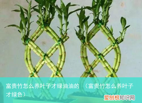 富贵竹怎么养叶子才绿色 富贵竹怎么养叶子才绿油油的