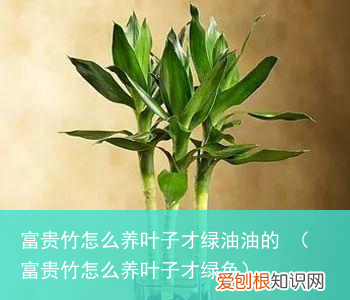 富贵竹怎么养叶子才绿色 富贵竹怎么养叶子才绿油油的