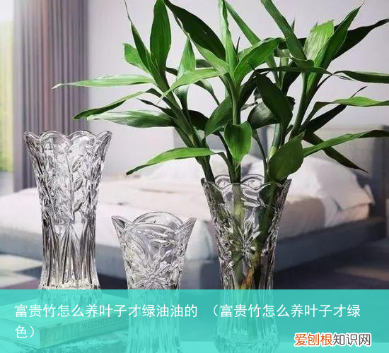 富贵竹怎么养叶子才绿色 富贵竹怎么养叶子才绿油油的