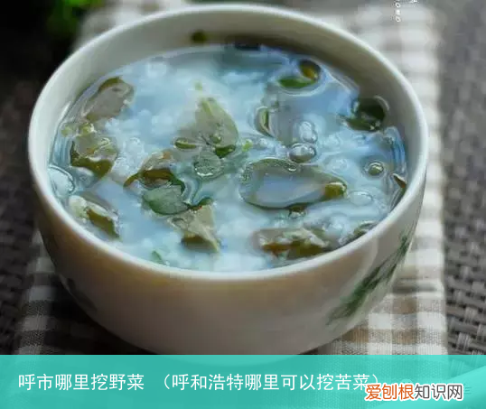 呼和浩特哪里可以挖苦菜 呼市哪里挖野菜