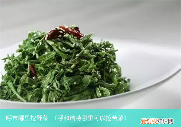呼和浩特哪里可以挖苦菜 呼市哪里挖野菜