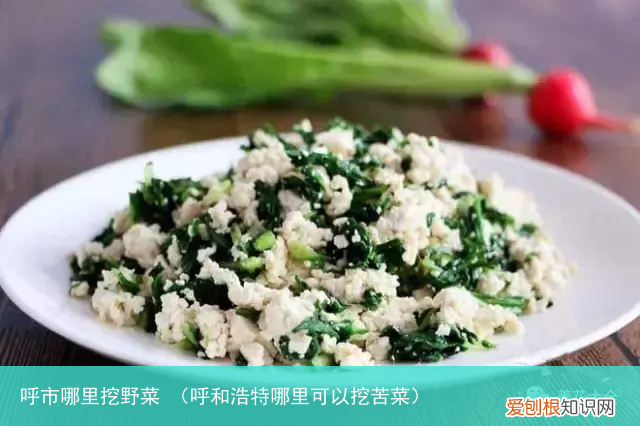 呼和浩特哪里可以挖苦菜 呼市哪里挖野菜