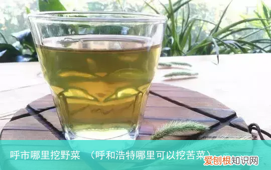 呼和浩特哪里可以挖苦菜 呼市哪里挖野菜