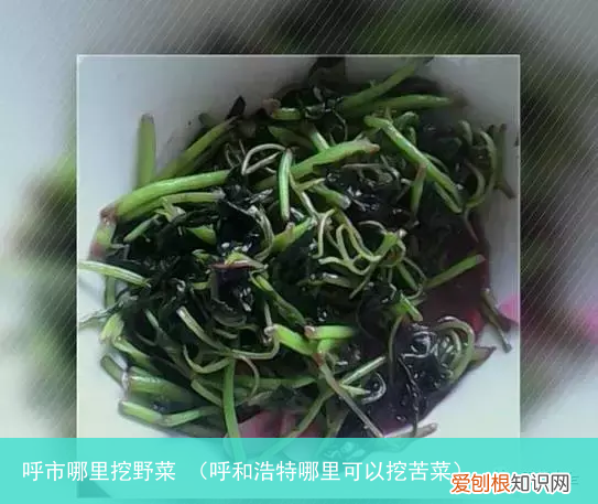 呼和浩特哪里可以挖苦菜 呼市哪里挖野菜