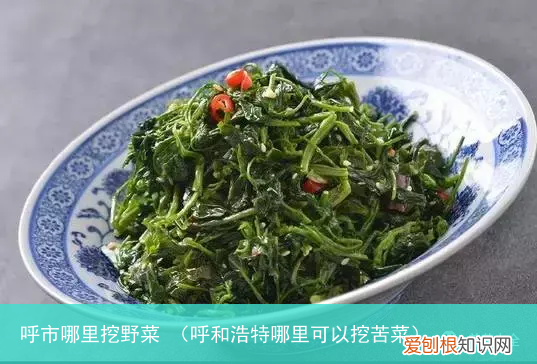 呼和浩特哪里可以挖苦菜 呼市哪里挖野菜