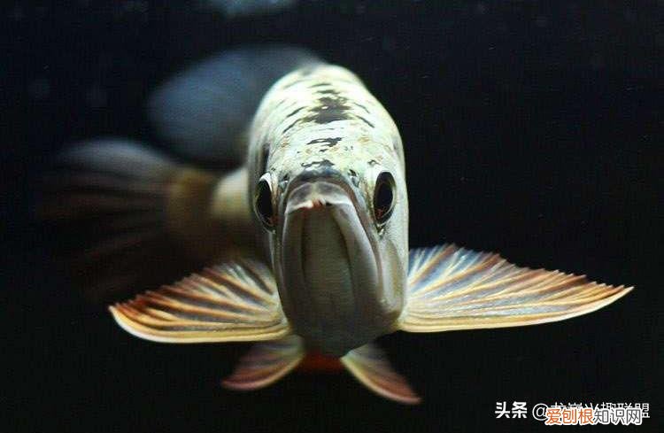如何让金龙鱼增色快一点 如何让金龙鱼增色快