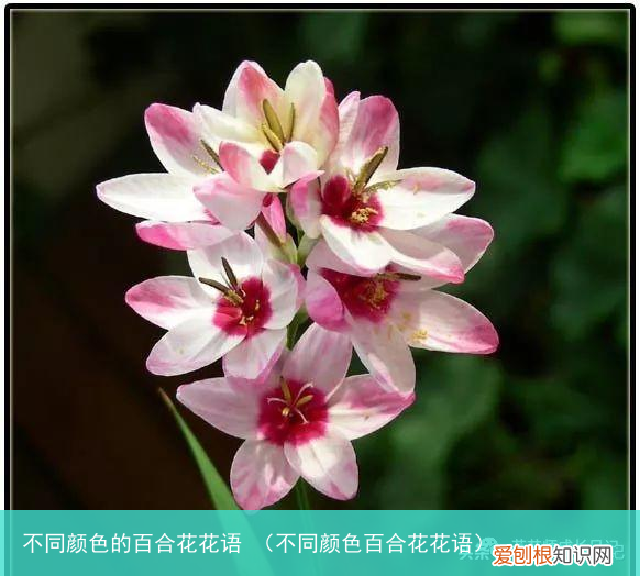 不同颜色百合花花语 不同颜色的百合花花语