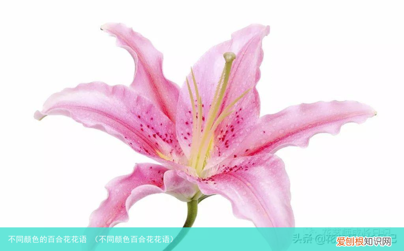 不同颜色百合花花语 不同颜色的百合花花语