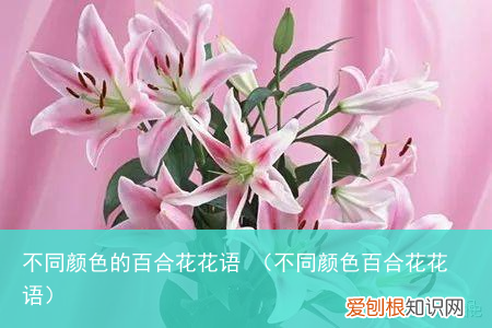 不同颜色百合花花语 不同颜色的百合花花语