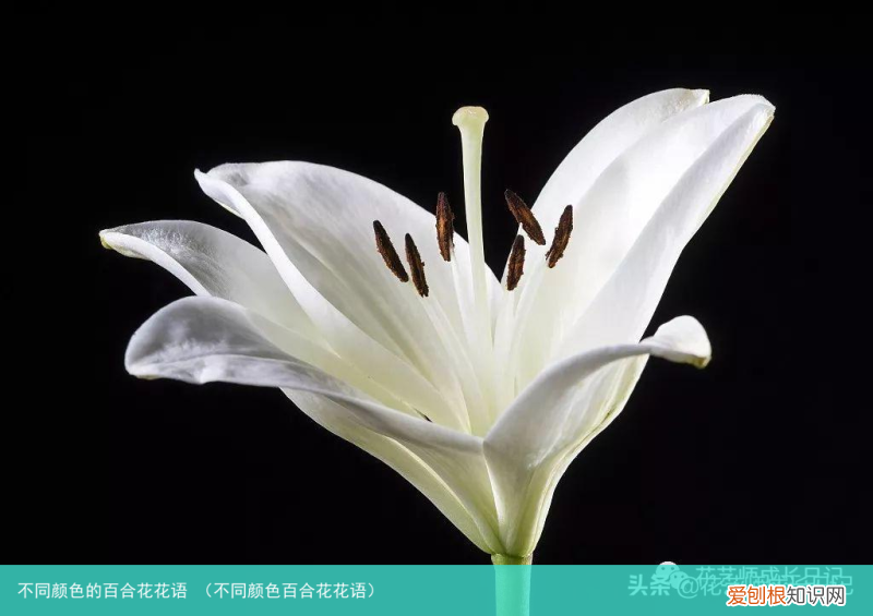 不同颜色百合花花语 不同颜色的百合花花语