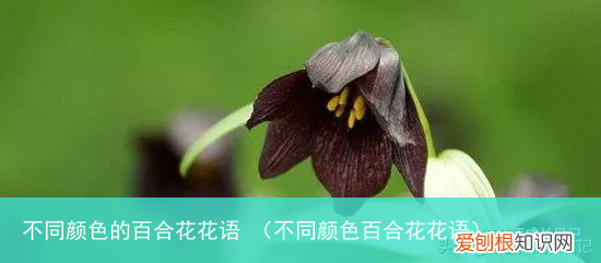 不同颜色百合花花语 不同颜色的百合花花语