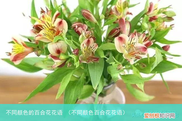 不同颜色百合花花语 不同颜色的百合花花语