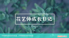 不同颜色百合花花语 不同颜色的百合花花语