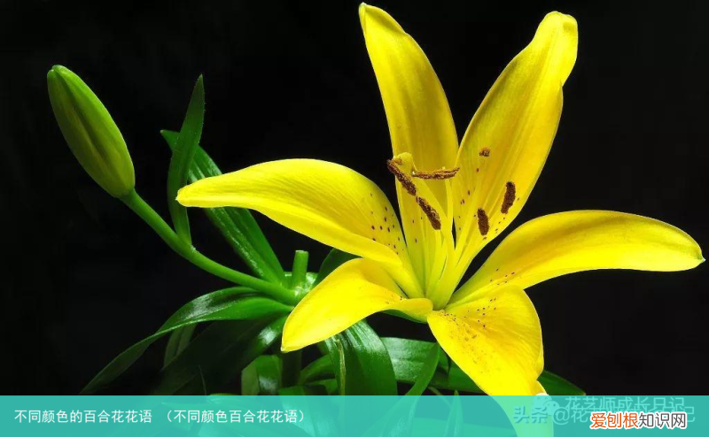 不同颜色百合花花语 不同颜色的百合花花语