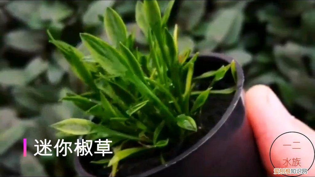 养不起的水草 养不死的水培植物