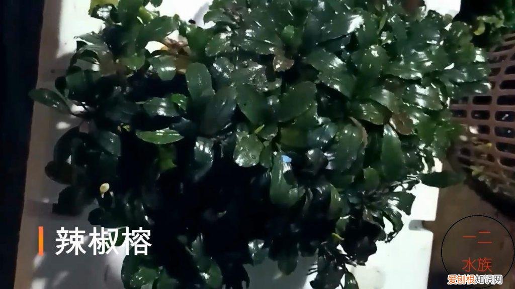 养不起的水草 养不死的水培植物