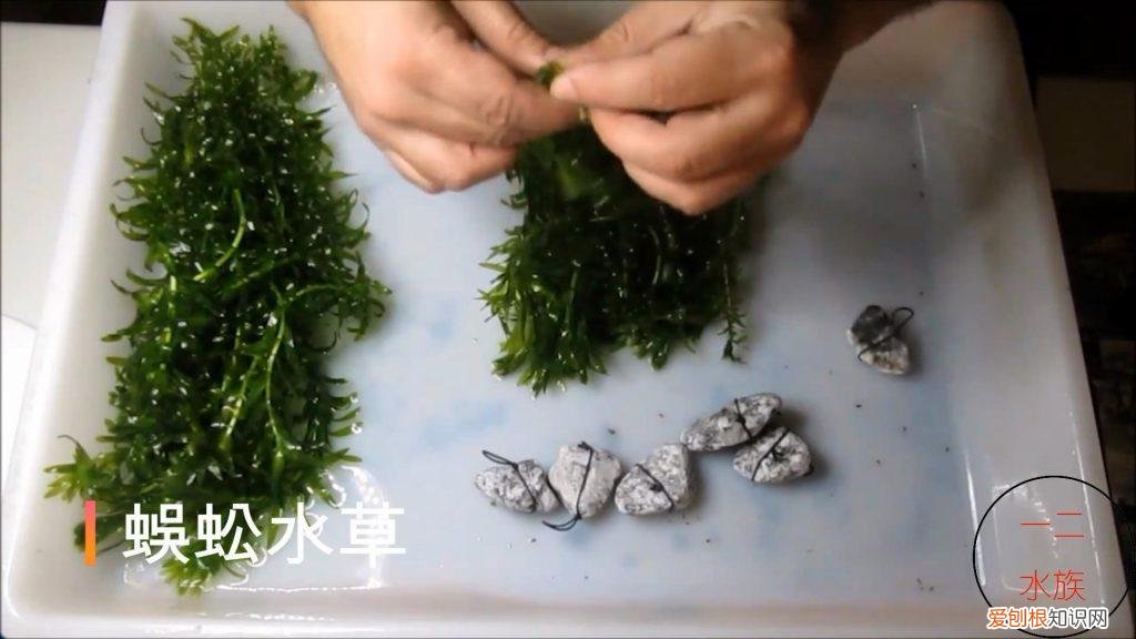 养不起的水草 养不死的水培植物