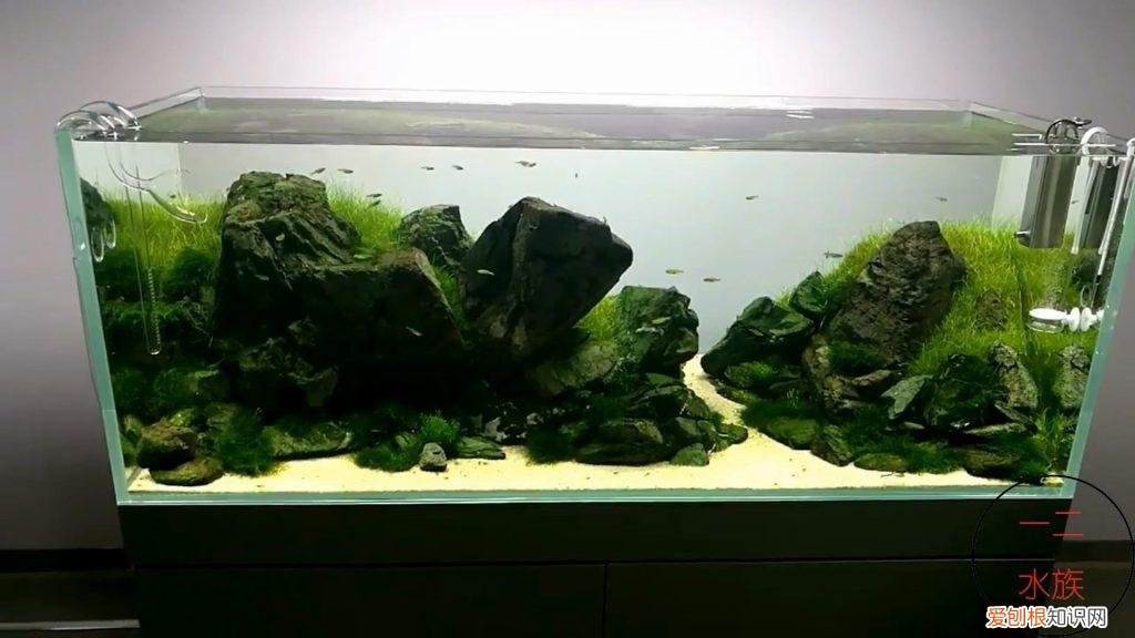 养不起的水草 养不死的水培植物