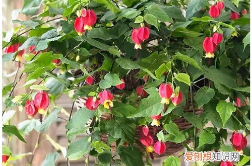 风铃花冬季养护 蔓性风铃花冬天怎么养护，做好这些养护细节，冬天能也开花！