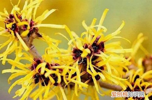 想养活金缕梅，要注意养护细节，不然一个不小心就没了！