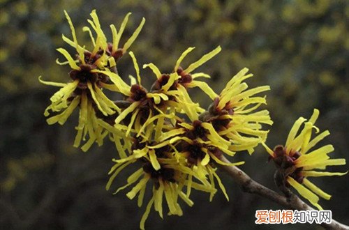 想养活金缕梅，要注意养护细节，不然一个不小心就没了！